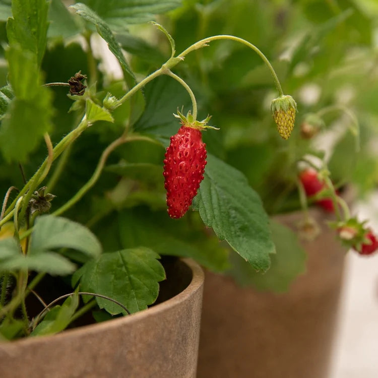 ORGANIC SEEDS: RED ALPINE STRAWBERRY