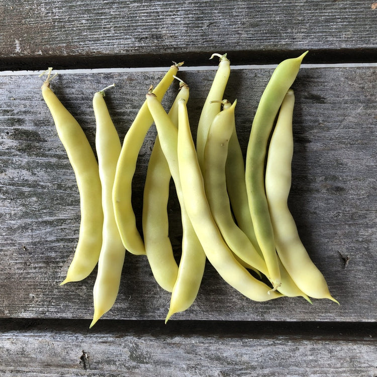 SEMENCES BIOLOGIQUES: HARICOT GRIMPANT GRAND-MAMAN DINEL