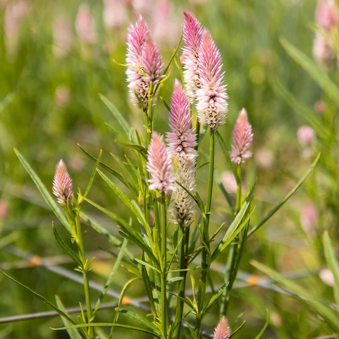 SEMENCES BIOLOGIQUES: CELOSIE FLAMINGO FEATHER