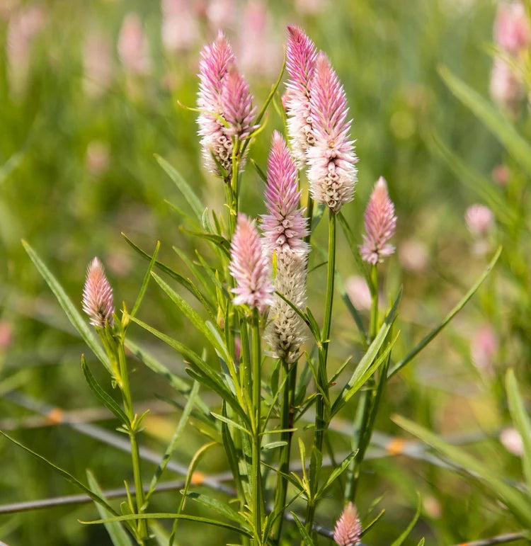 SEMENCES BIOLOGIQUES: CELOSIE FLAMINGO FEATHER
