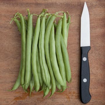 SEMENCES BIOLOGIQUES: HARICOT NAIN PROVIDER