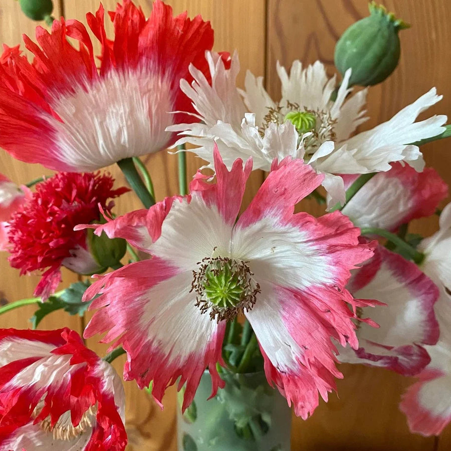 ORGANIC SEEDS: POPPY AMPHORA