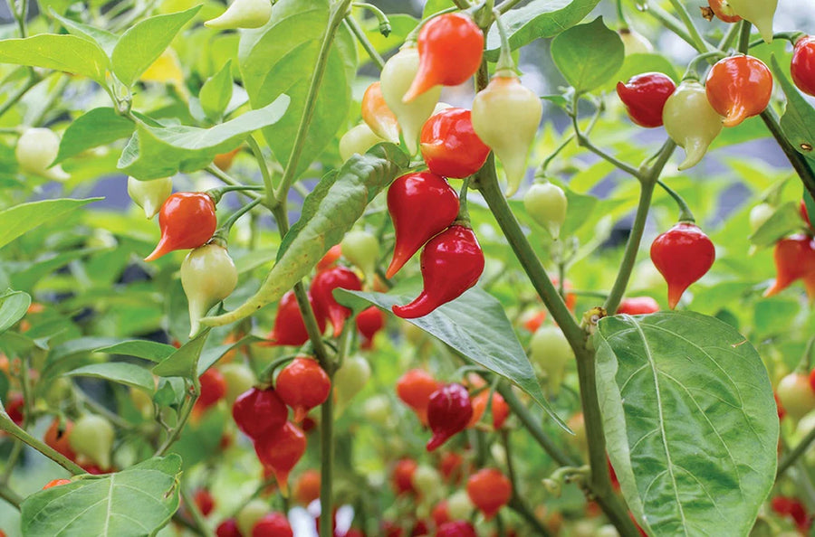 SEMENCES BIOLOGIQUES: PIMENT IRACEMA BIQUINHO