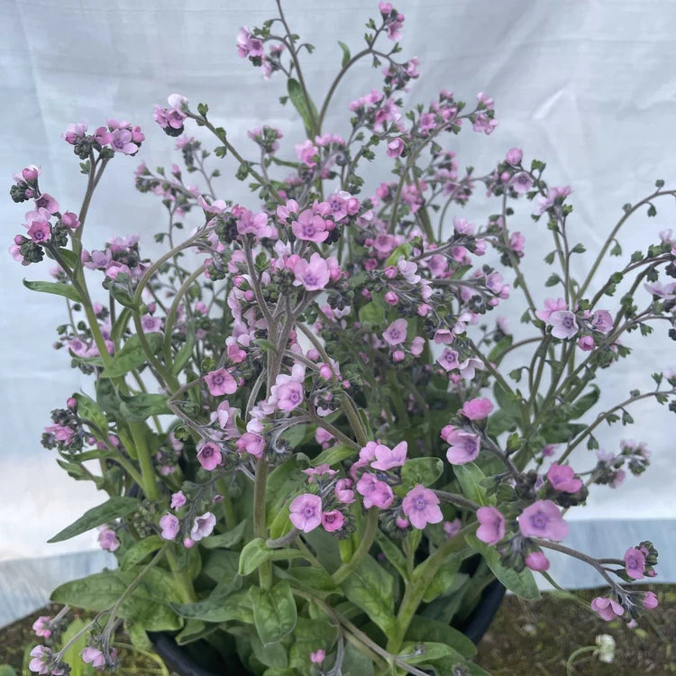 SEMENCES BIOLOGIQUES: MYOSOTIS CHINOIS ROSE