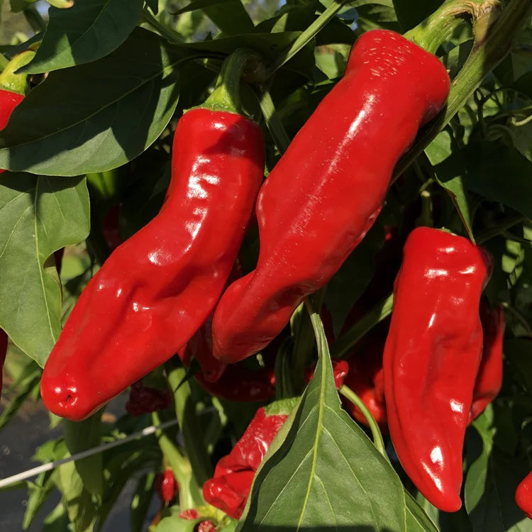 SEMENCES BIOLOGIQUES: PIMENT CHORICERO