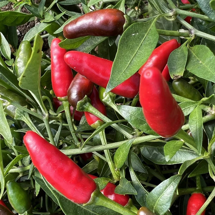 SEMENCES BIOLOGIQUES: PIMENT PIRI-PIRI