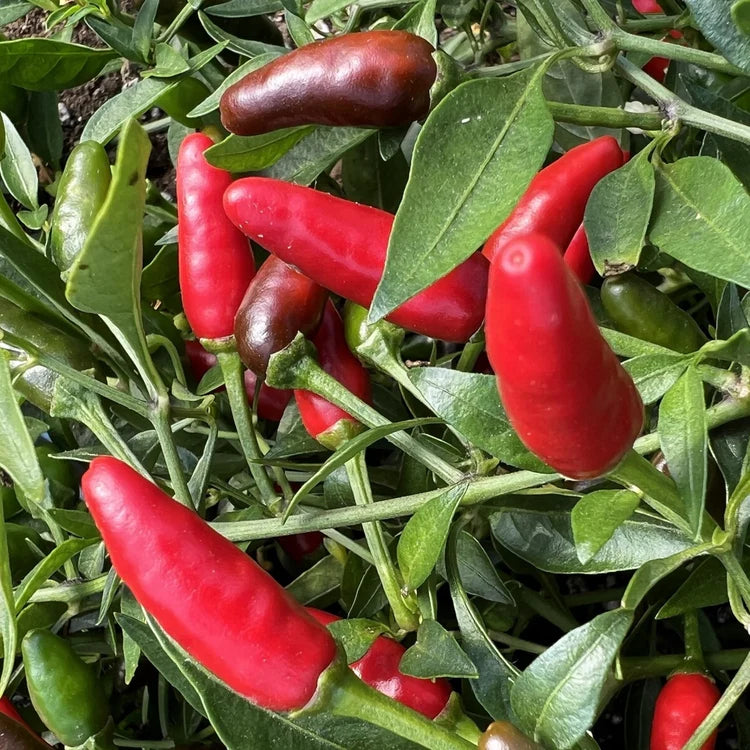 SEMENCES BIOLOGIQUES: PIMENT PIRI-PIRI