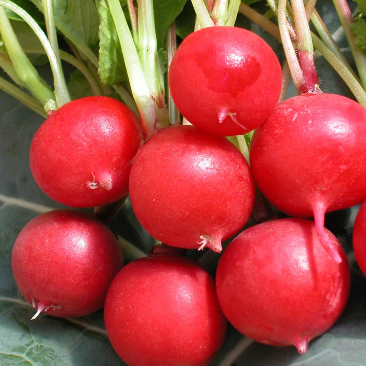 SEMENCES BIOLOGIQUES: RADIS CHERRY BELLE