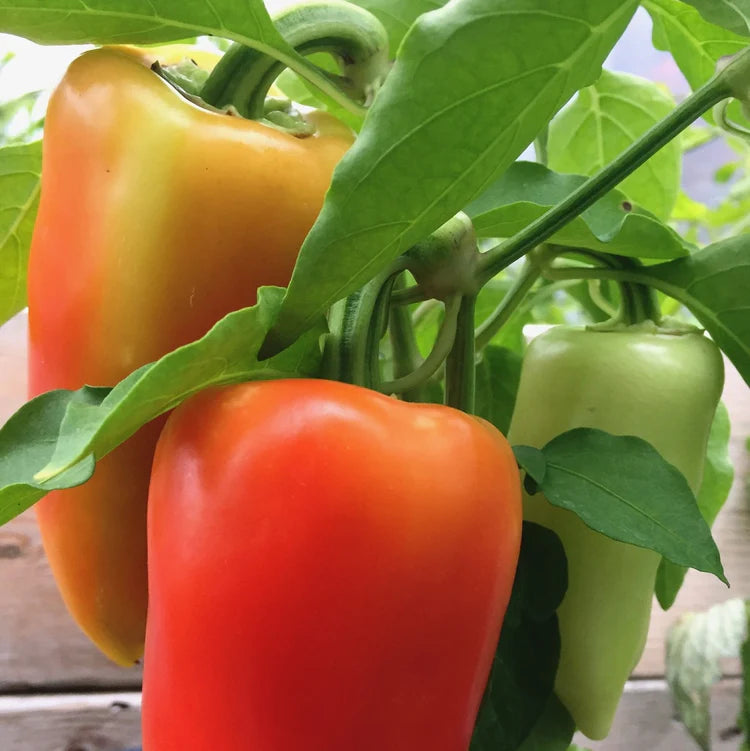 ORGANIC SEEDS: PEPPER ANTOHI ROMANIA
