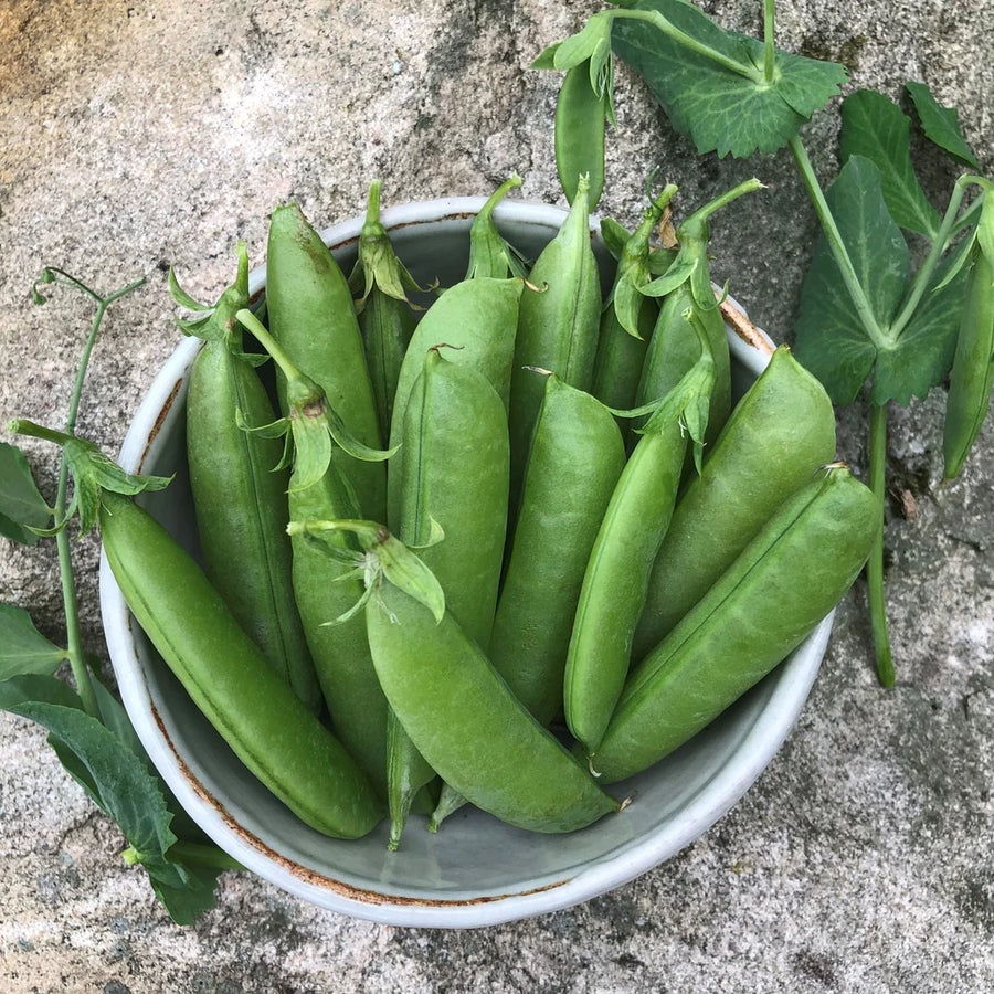 SEMENCES BIOLOGIQUE: POIS SUGAR SNAP