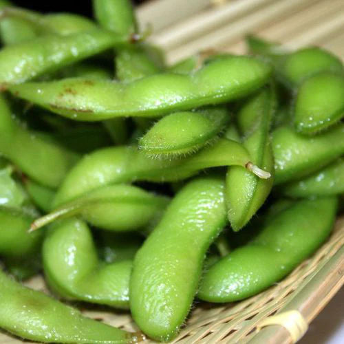 SEMENCES  BIOLOGIQUE: SOJA EDAMAME ENVY