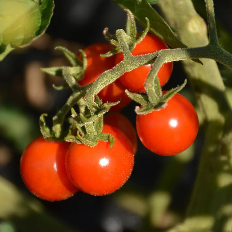 SEMENCES BIOLOGIQUES: TOMATE CERISE MATT`S WILD CHERRY