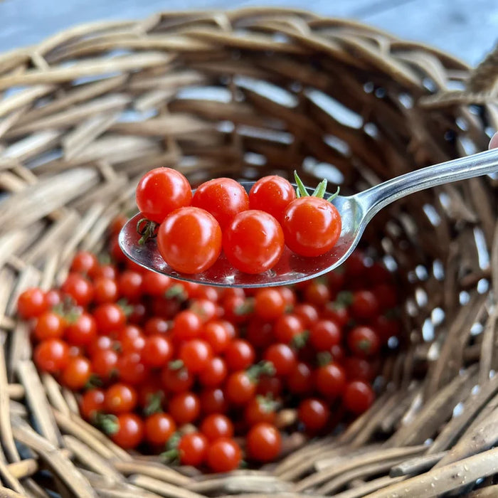 SEMENCES BIOLOGIQUES: TOMATE CERISE SPOON