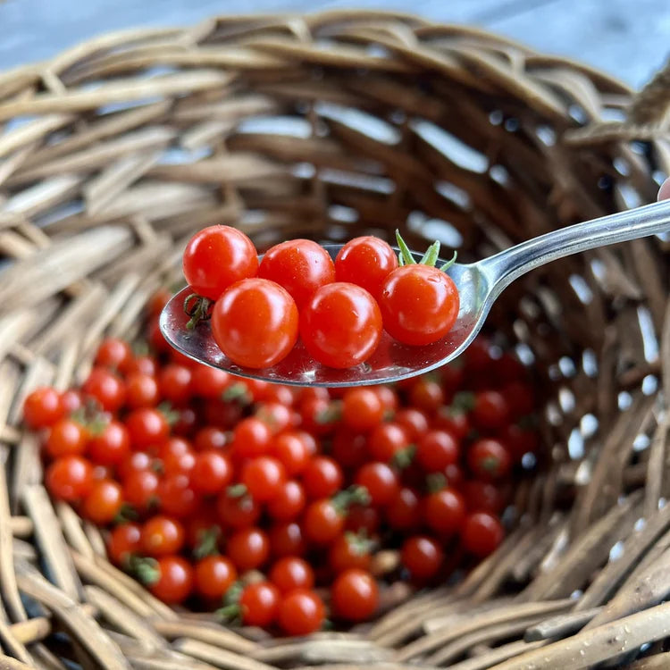 SEMENCES BIOLOGIQUES: TOMATE CERISE SPOON