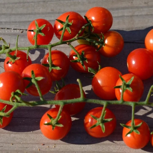 SEMENCES BIOLOGIQUES: TOMATE CERISE PEACEVINE