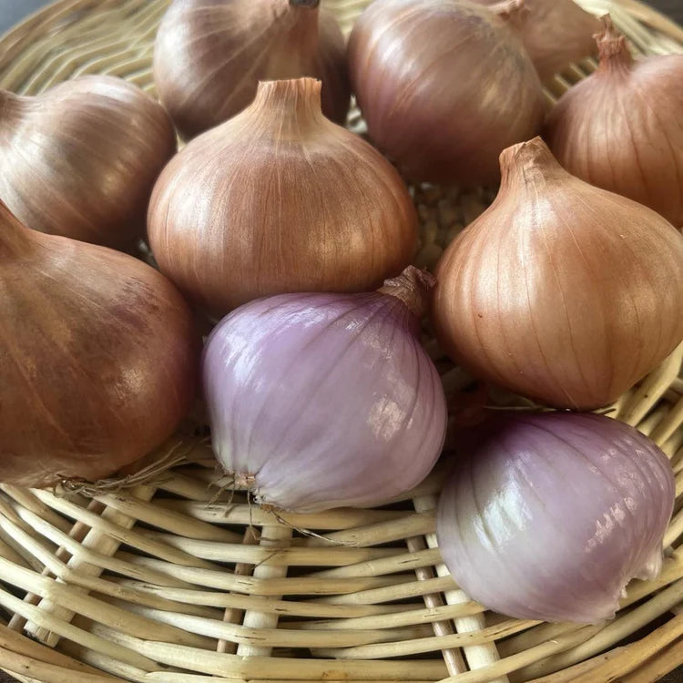 SEMENCES BIOLOGIQUES: ECHALOTE VAL-AUX-VENTS