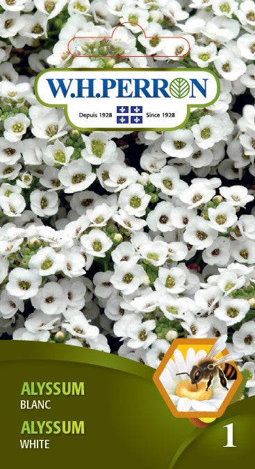 FLOWER SEEDS: ALYSSUM - WHITE