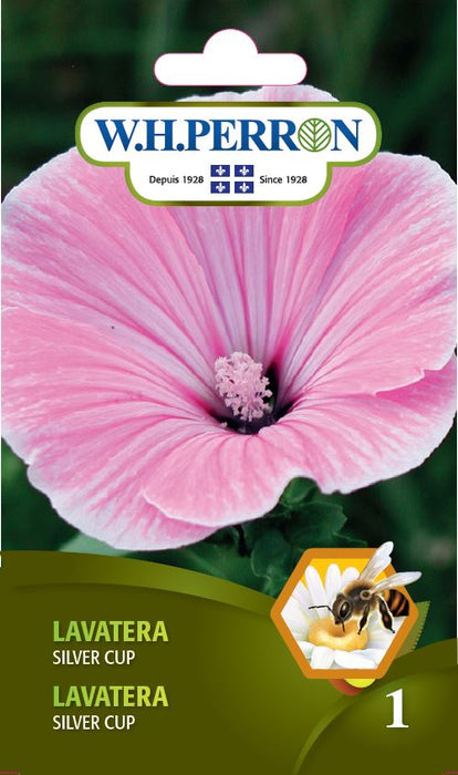 SEMENCES DE FLEURS: LAVATERA - SILVER CUP