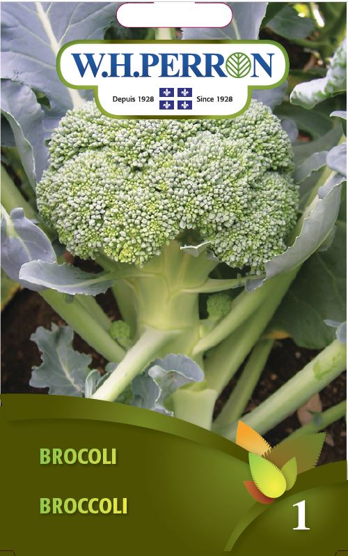 SEMENCES DE LEGUMES: BROCOLI
