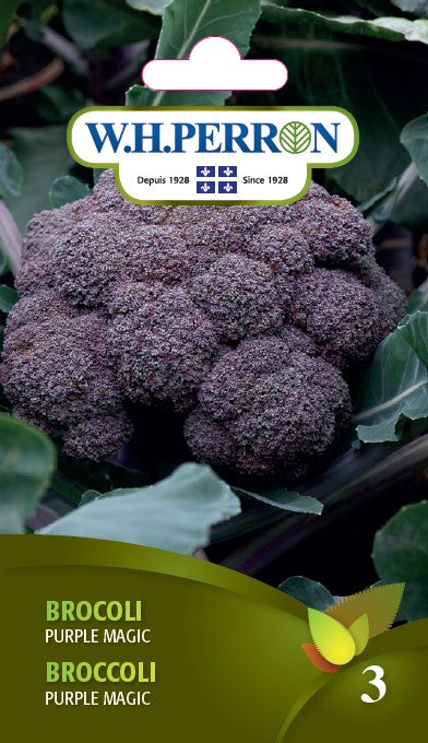 SEMENCES DE LEGUMES: BROCOLI - PURPLE MAGIC