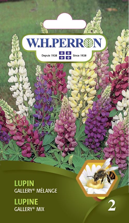 SEMENCES DE FLEURS: LUPIN - GALLERY MÉLANGE