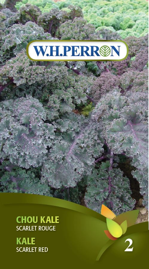 VEGETABLE SEEDS: KALE - SCARLET RED