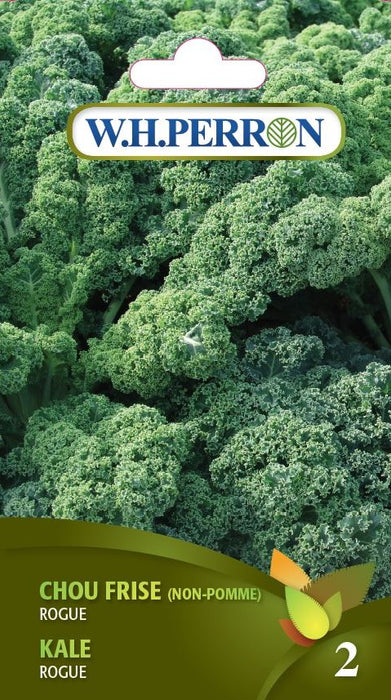 SEMENCES DE LEGUMES: CHOU KALE ROGUE