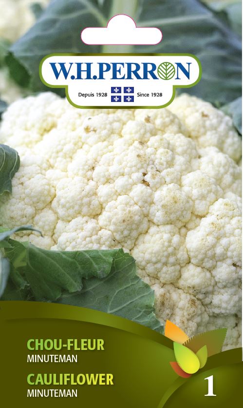 SEMENCES DE LEGUMES: CHOU-FLEUR - MINUTEMAN