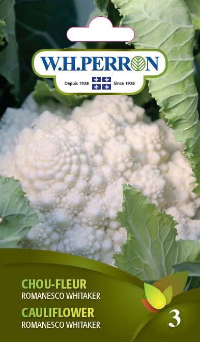 SEMENCES DE LEGUMES: CHOU-FLEUR - ROMANESCO WHITAKER