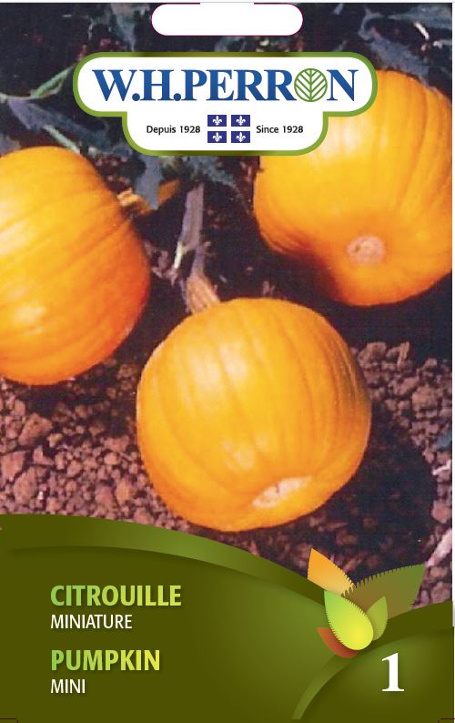 SEMENCES DE LEGUMES: CITROUILLE - MINIATURE