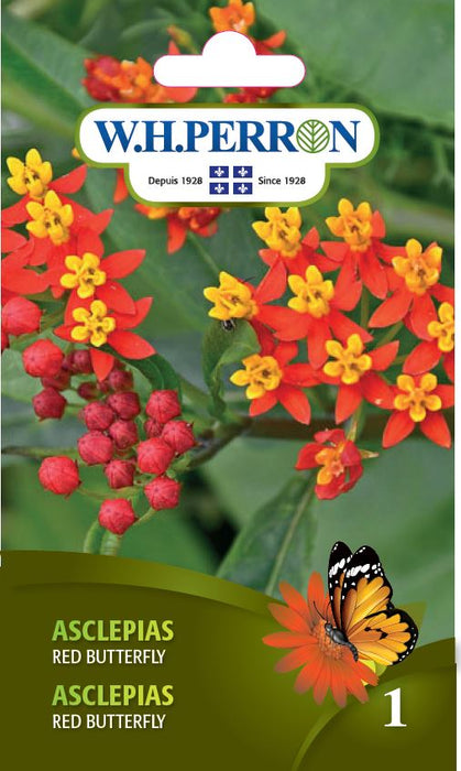 SEMENCES DE FLEURS: ASCLEPIAS - RED BUTTERFLY
