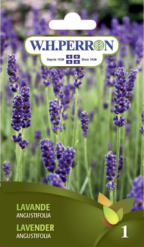 FLOWER SEEDS: LAVENDER - ANGUSTIFOLIA