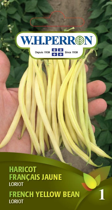 SEMENCES DE LEGUMES: HARICOT FRANCAIS JAUNE - LORIOT