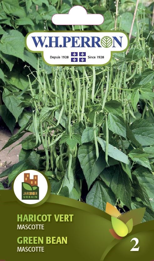 SEMENCES DE LEGUMES: HARICOT NAIN - VERT MASCOTTE