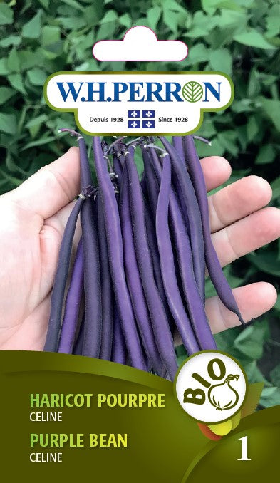 SEMENCES DE LEGUMES BIO: HARICOT NAIN - POURPRE CELINE