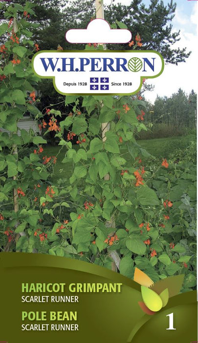 SEMENCES DE LEGUMES: HARICOT GRIMPANT - SCARLET RUNNER