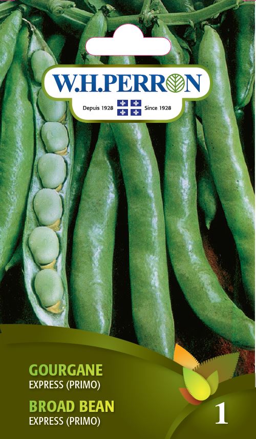 SEMENCES DE LEGUMES: GOURGANE - EXPRESS
