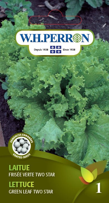 SEMENCES DE LEGUMES: LAITUE FRISÉE - VERTE TWO STAR