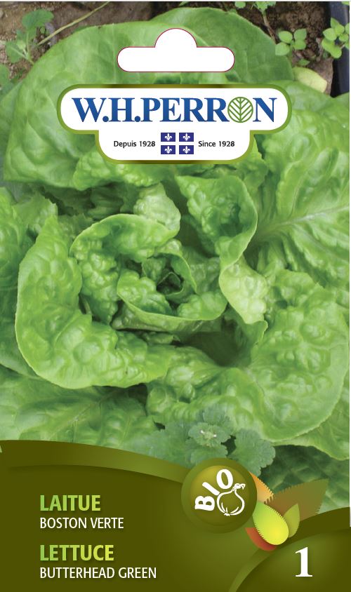 ORGANIC VEGETABLE SEEDS: LETTUCE - BOSTON GREEN