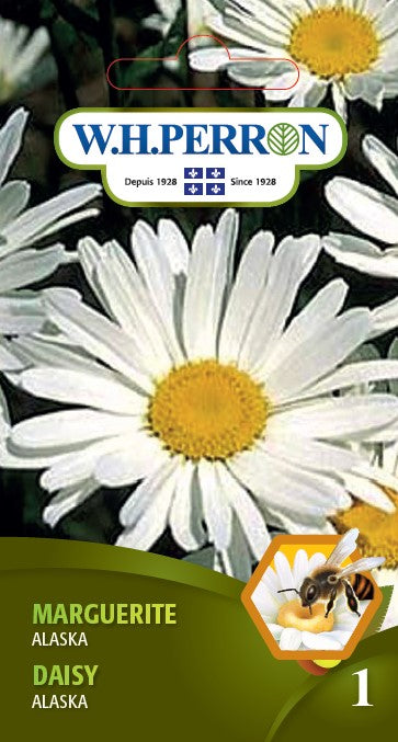 SEMENCES DE FLEURS: MARGUERITE - ALASKA
