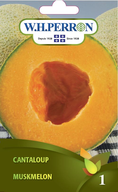 SEMENCES DE LEGUMES: CANTALOUP
