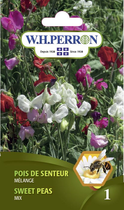 SEMENCES DE FLEURS: POIS DE SENTEUR - MÉLANGE