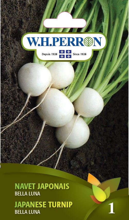 SEMENCES DE LEGUMES: NAVET JAPONAIS - BELLA LUNA