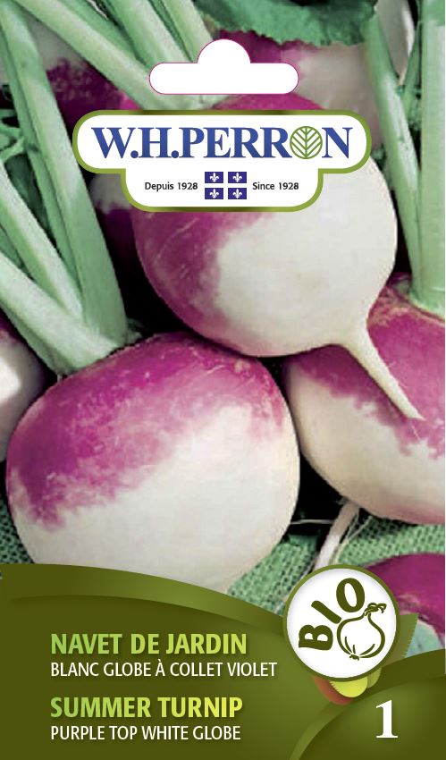 SEMENCES DE LEGUMES BIO: NAVET DE JARDIN - BLANC GLOBE A COLLET VIOLET