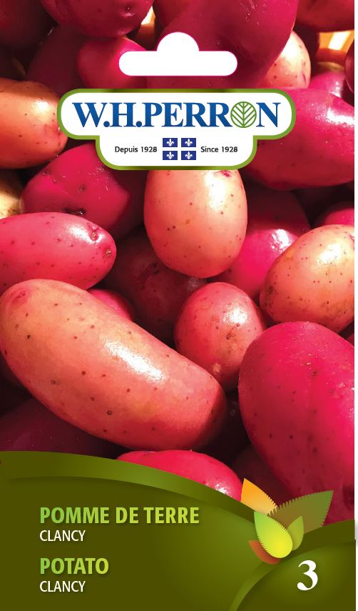 VEGETABLE SEEDS: POTATO - CLANCY