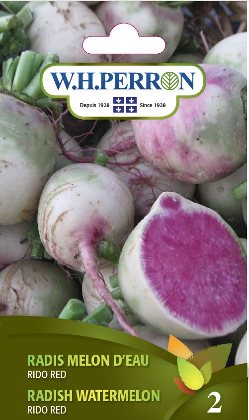 VEGETABLE SEEDS: WATERMELON RADISH - RIDO RED