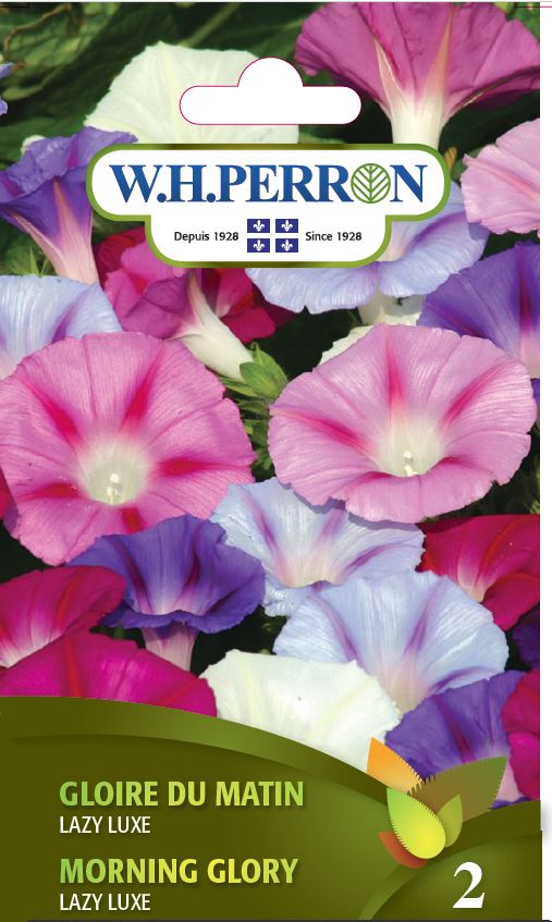 FLOWER SEEDS: MORNING GLORY - LAZY LUXE