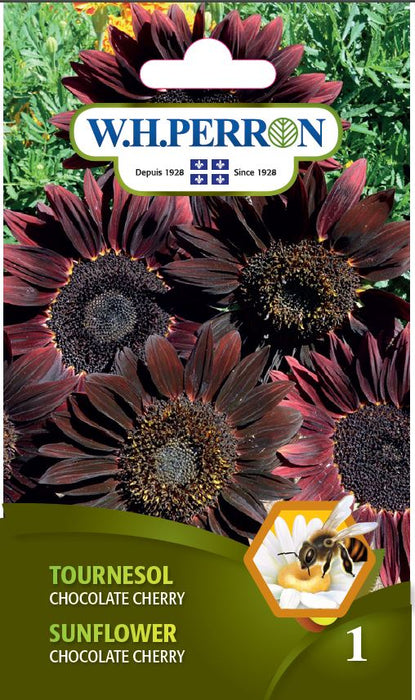 SEMENCES DE FLEURS: TOURNESOL - CHOCOLATE CHERRY