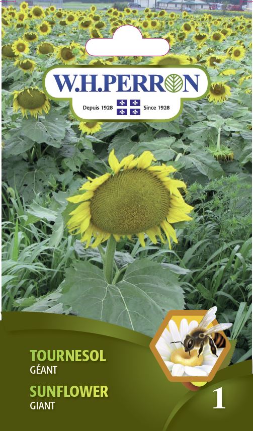 FLOWER SEEDS: SUNFLOWER - GIANT