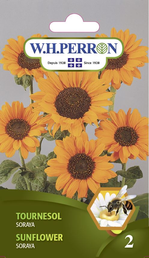 FLOWER SEEDS - SUNFLOWER SORAYA